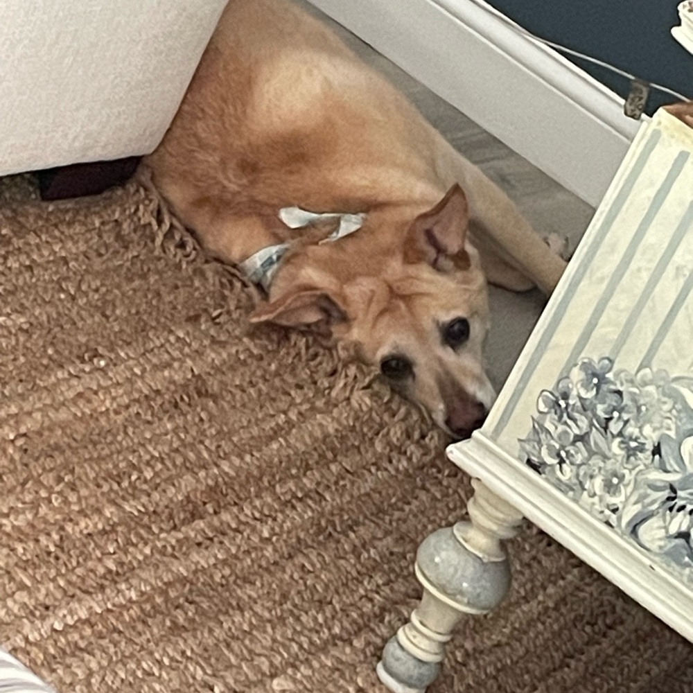 Meet your Posher, Avery